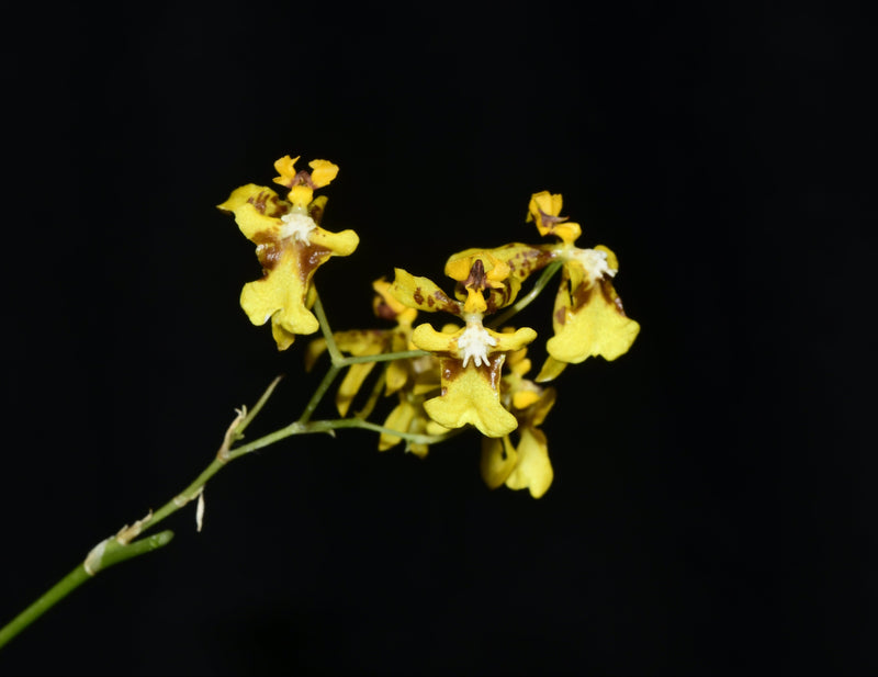 Oncidium ornithorhynchum
