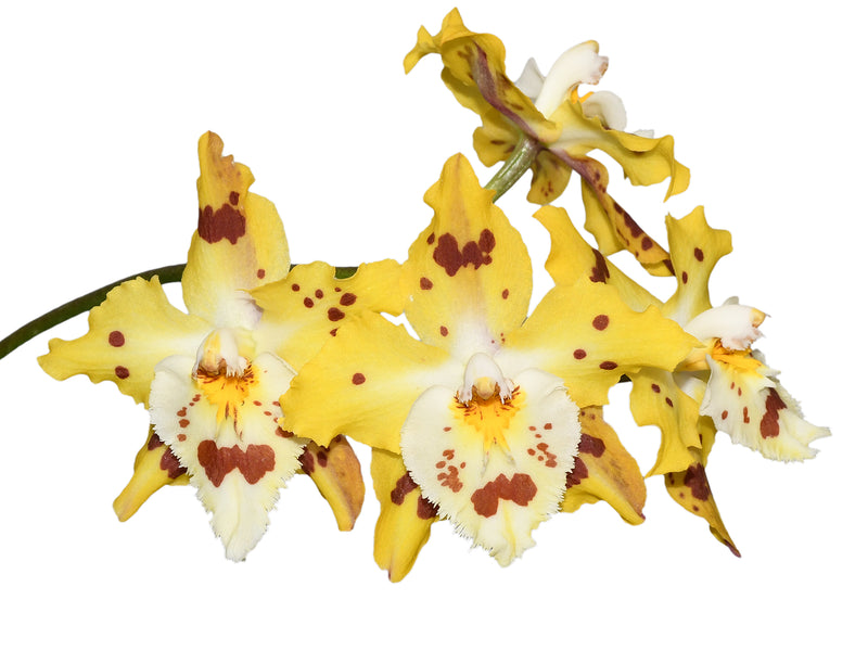 Oncidium Holiday Yellow