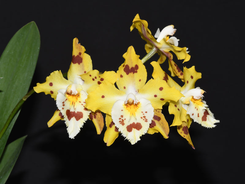 Oncidium Holiday Yellow