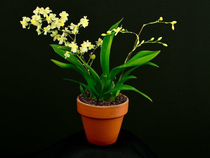 Oncidium Twinkle (7cm topf)