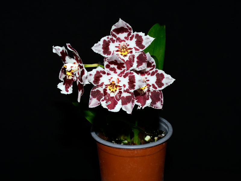 Oncidium Andean Clouds