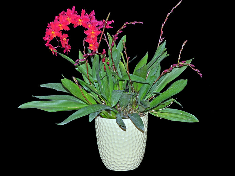 Oncidium Cholita Cuencana