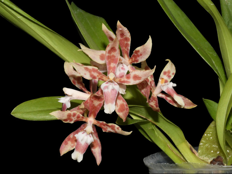 Oncidium Dr. Diego Vazquez