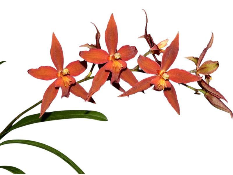 Oncidium Espiritu Santo