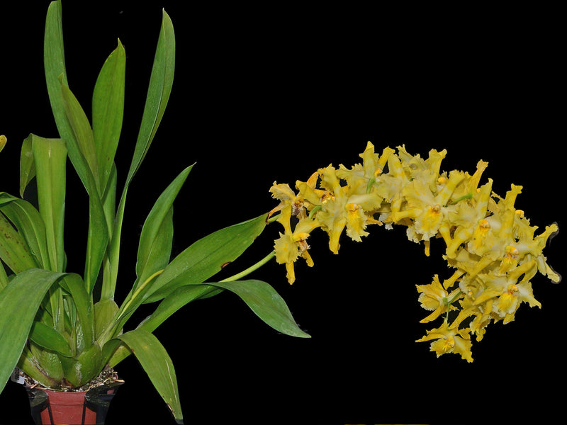 Oncidium George McMahon 'Fortuna'