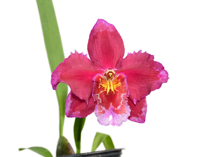 Oncidium Hans Ehmig