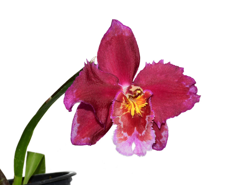 Oncidium Hans Ehmig