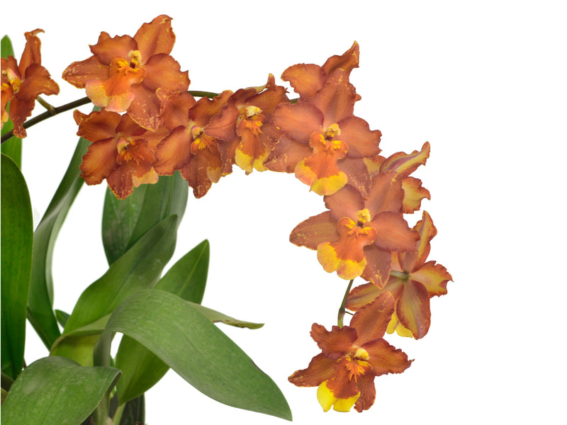 Oncidium Hilda Plumtree Purple Wings Bm /13 Woc