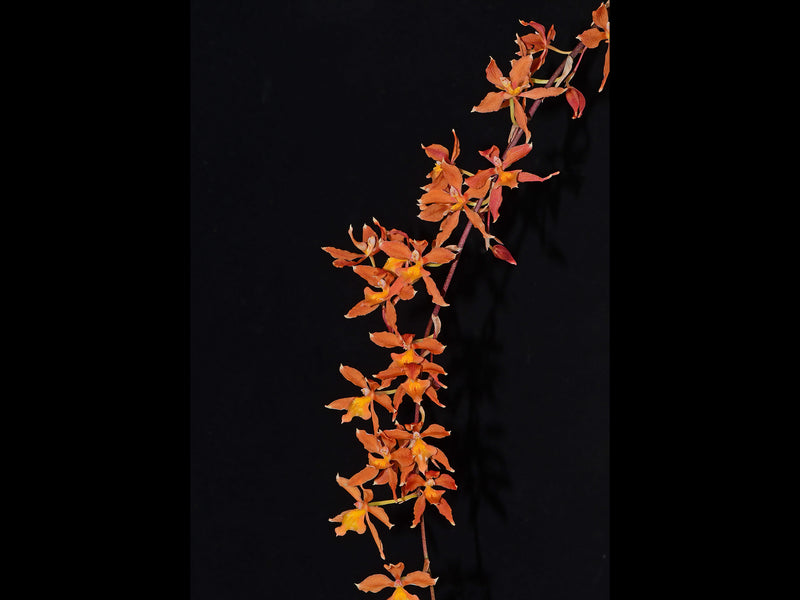 Oncidium Kiss Me