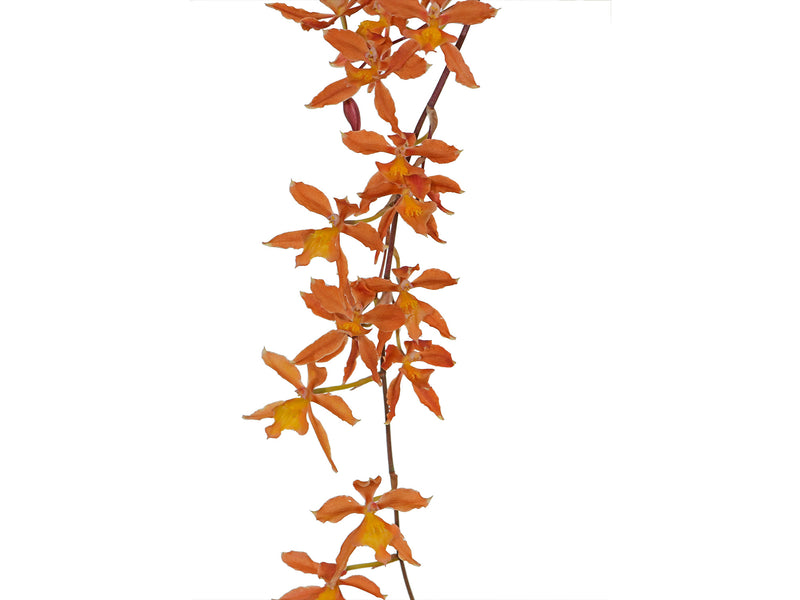 Oncidium Kiss Me