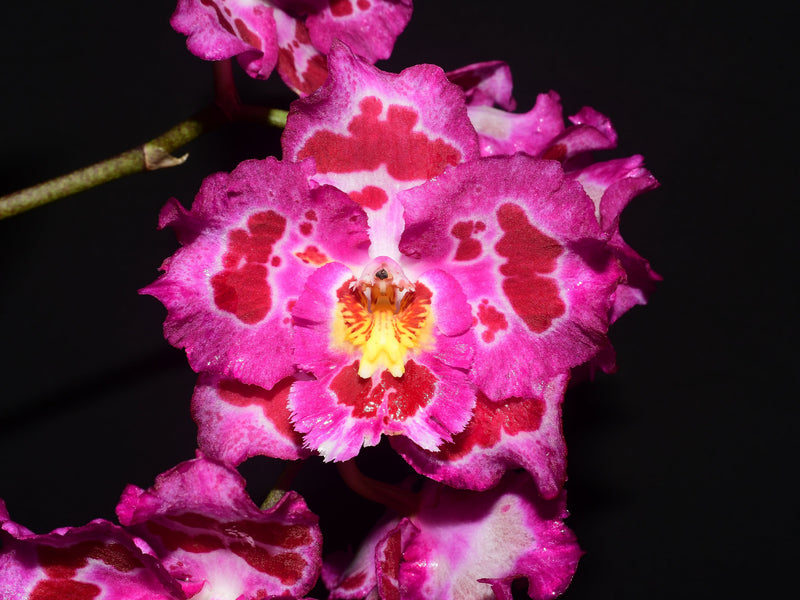 Oncidium Lovely Penguin 'Emperor'