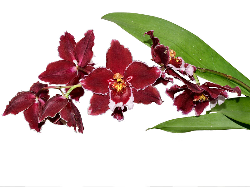 Oncidium Mi Morena