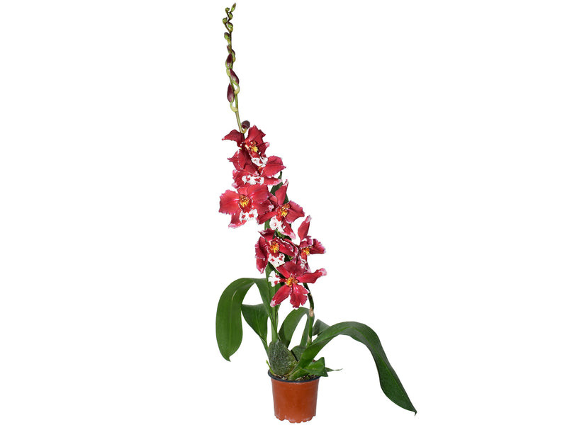 Oncidium Mi Morena