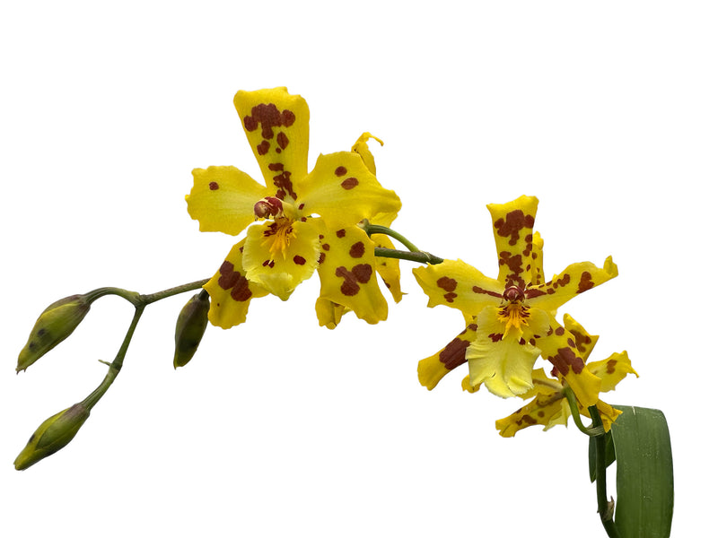 Oncidium Super Tiger