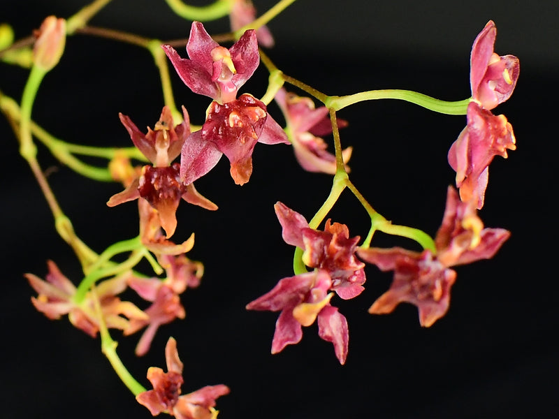 Oncidium Twinkle (7cm topf)