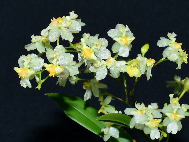 Oncidium Twinkle (7cm topf)