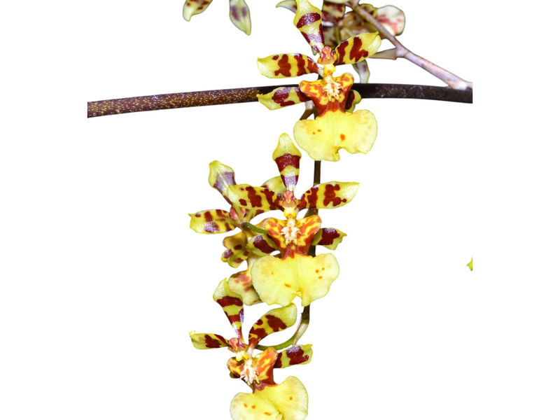 Oncidium fasciferum