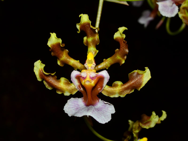 Oncidium maduroi