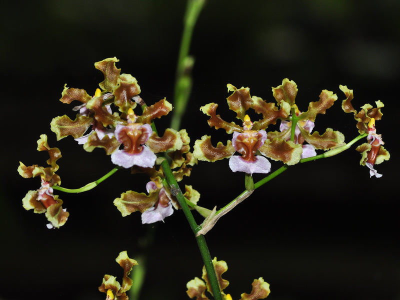 Oncidium maduroi