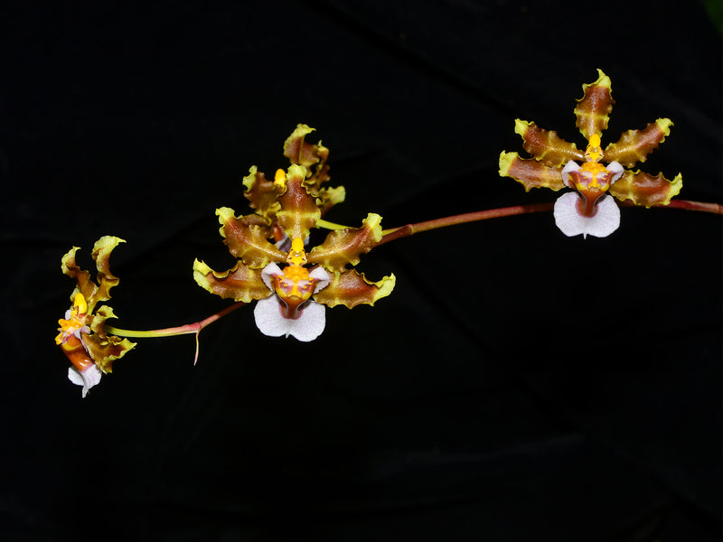 Oncidium maduroi