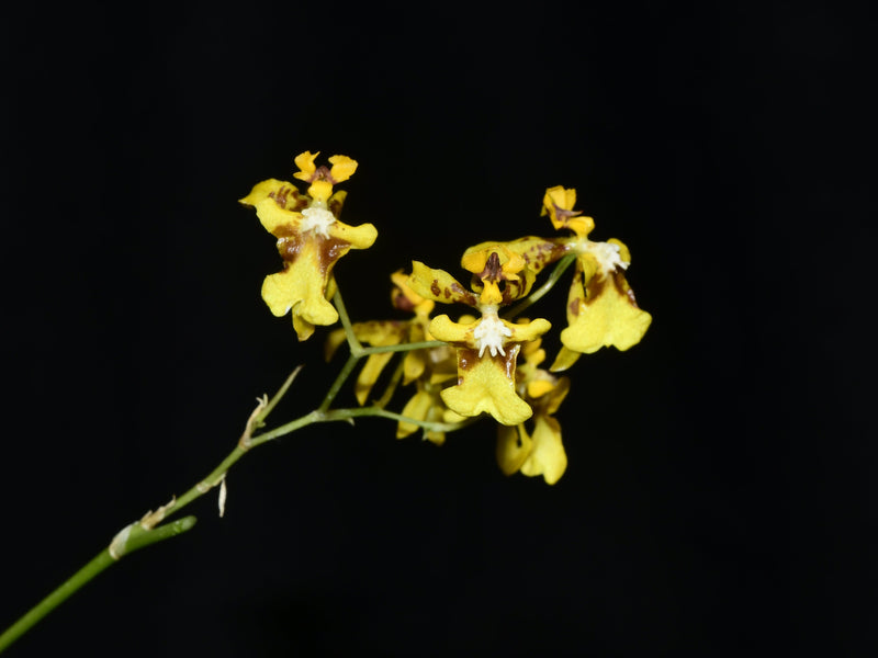 Oncidium ornithorhynchum (5 cm Topf)