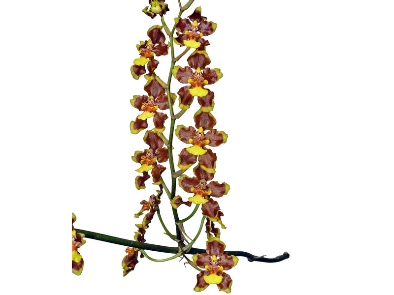 Oncidium planilabre