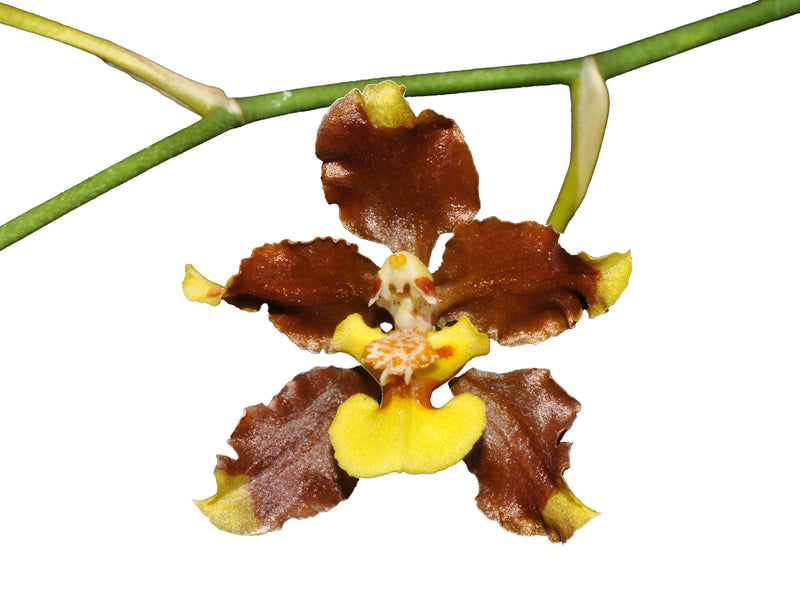 Oncidium planilabre