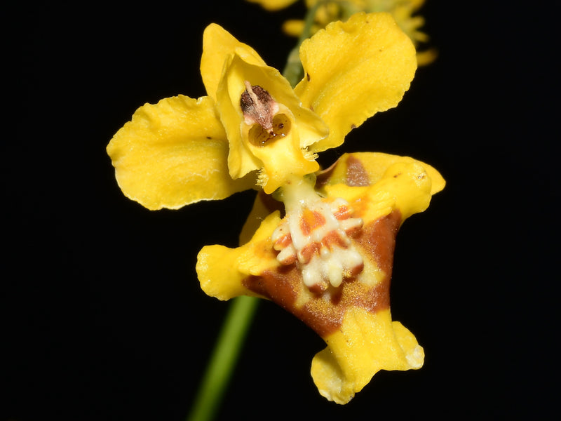 Oncidium rodrigoi OP in vitro