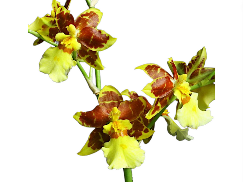 Oncidium sphacelatum