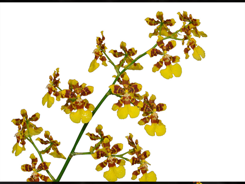 Oncidium tipuloides