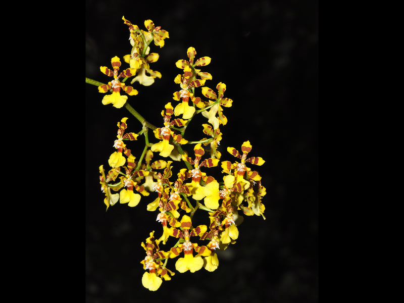 Oncidium tipuloides