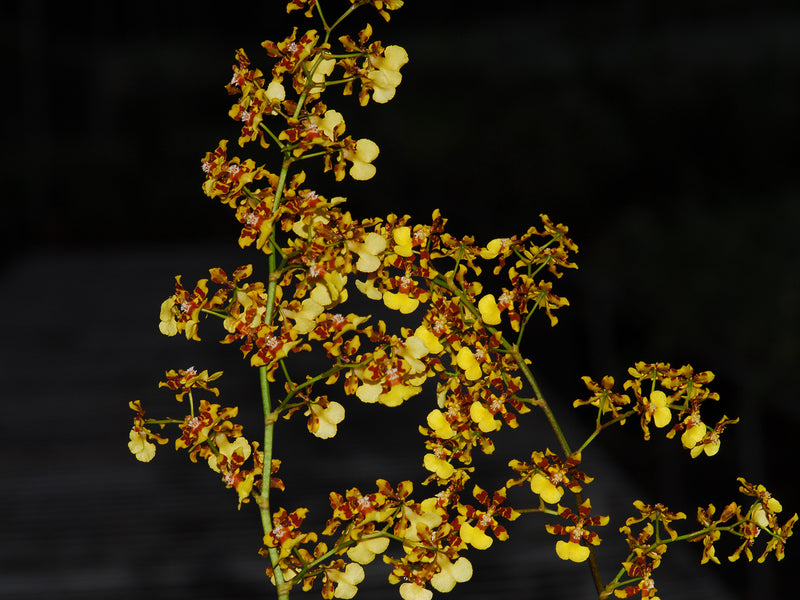 Oncidium tipuloides