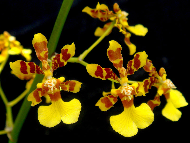 Oncidium tipuloides