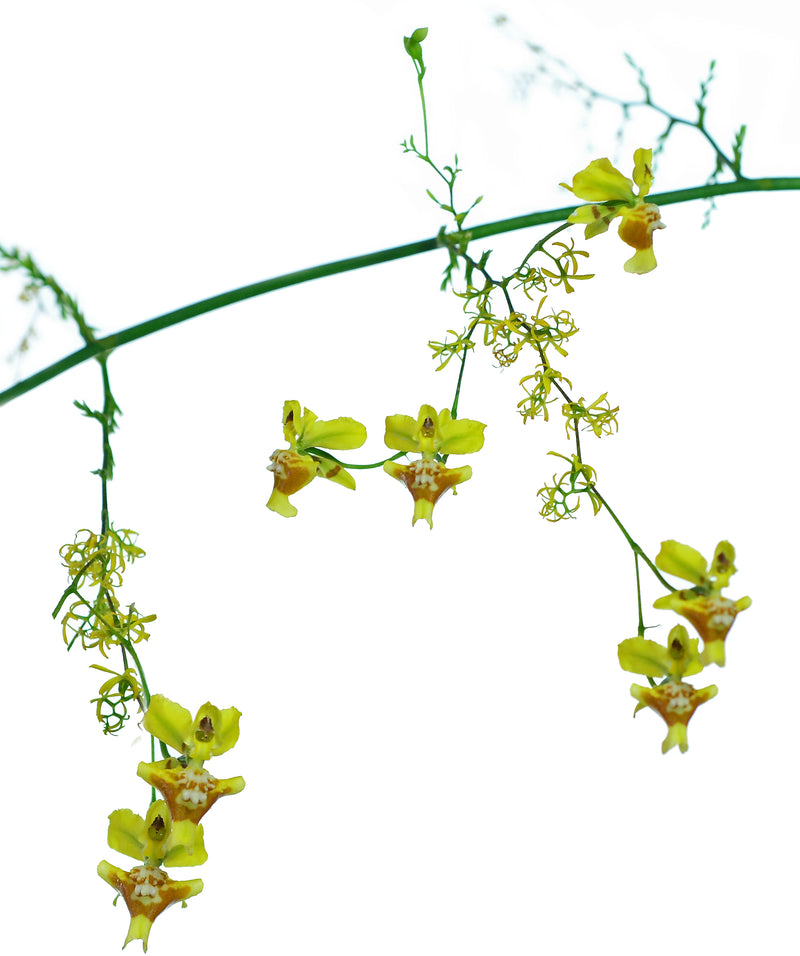 Oncidium rodrigoi OP in vitro
