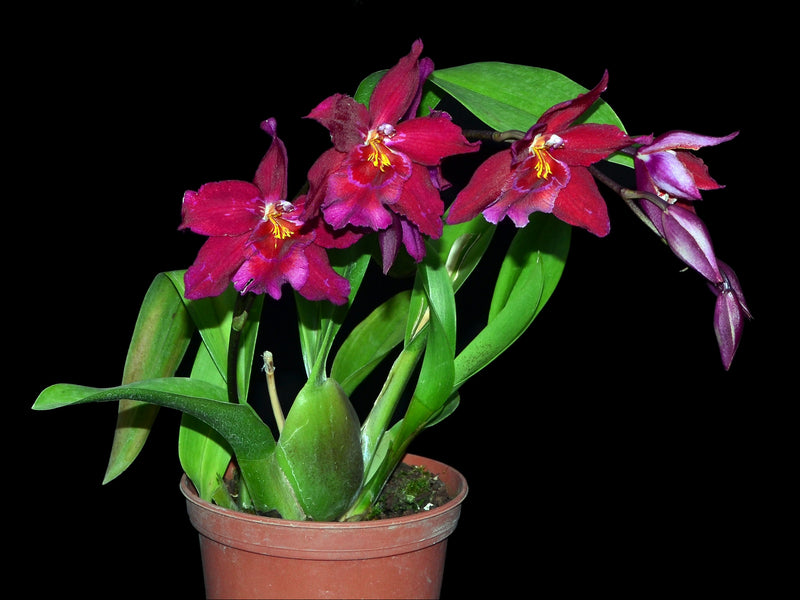Oncidopsis Enzan Fantasy