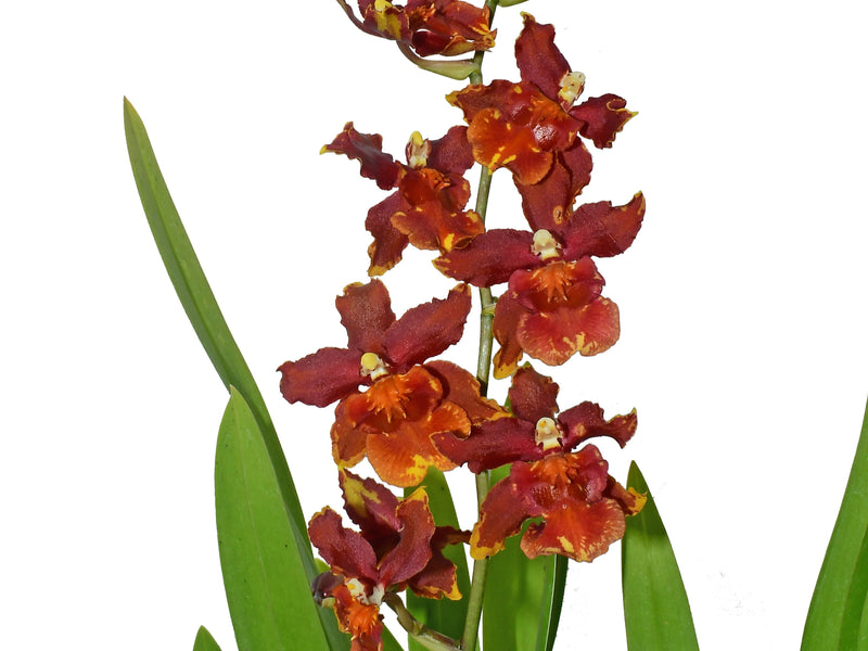 Oncostele Catatante 'Pacific Command Taida Sunset'