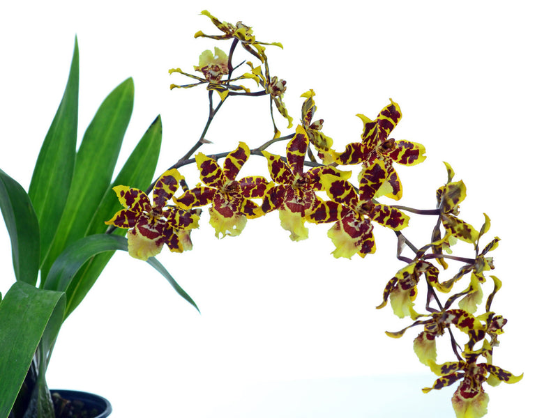 Oncostele Wild Cat 'peach'