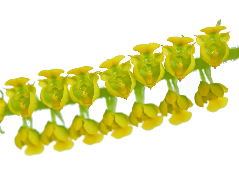 Ornithocephalus ecuadorensis