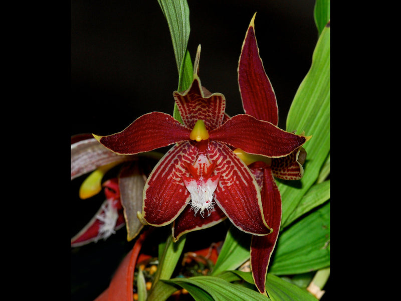 Paphinia cristata