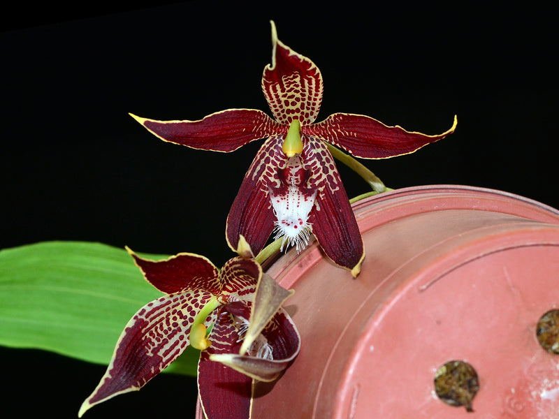 Paphinia cristata