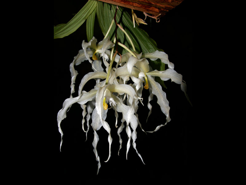 Paphinia herrerae f. alba