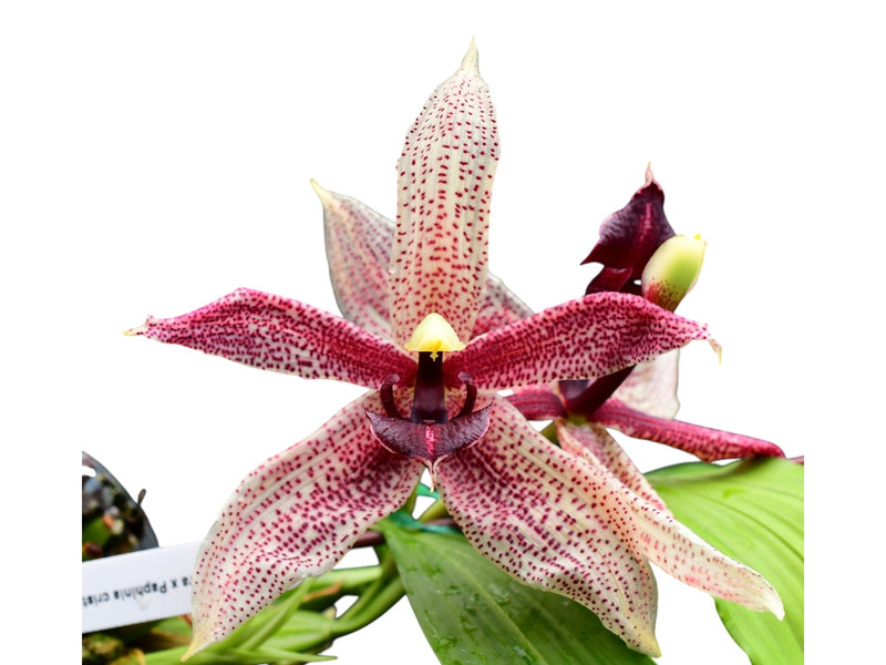 Paphinopea Charles Mans