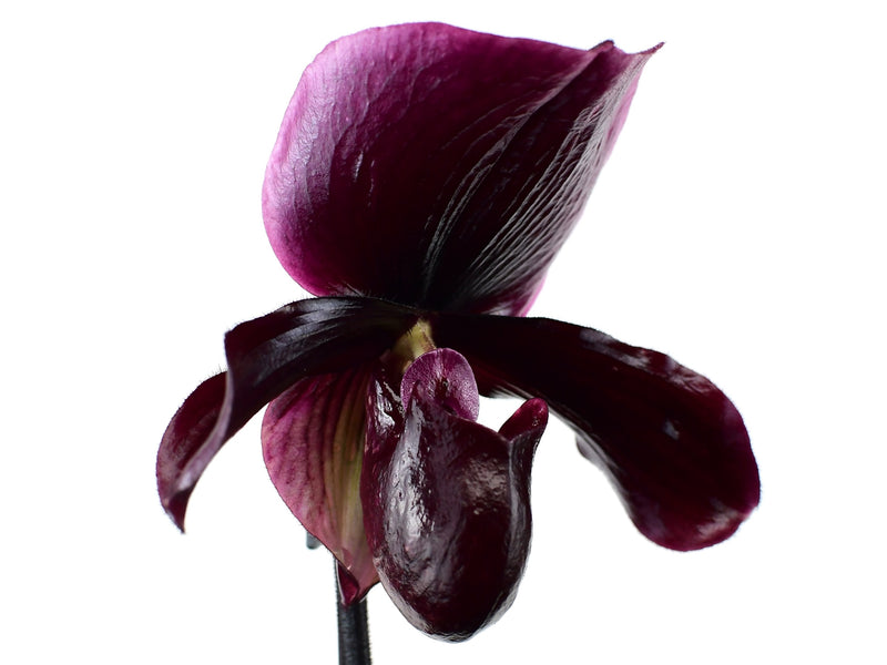 Paphiopedilum Black Jack ™