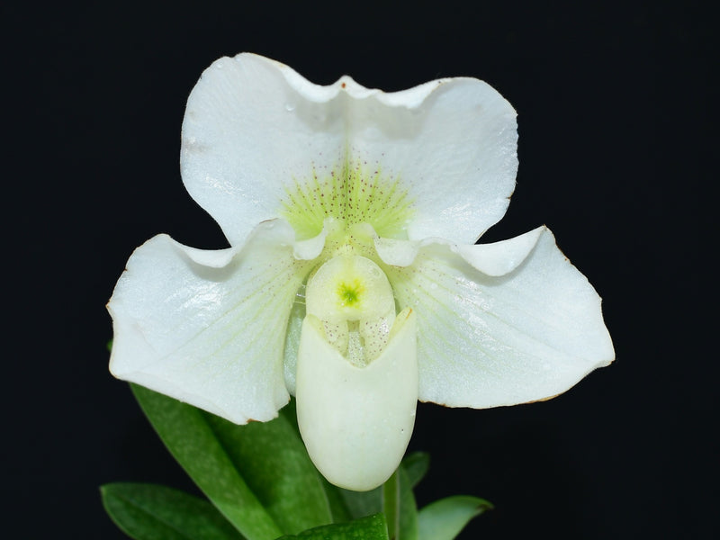 Paphiopedilum White Lady