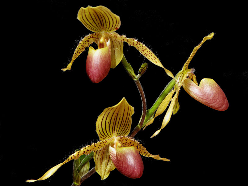 Paphiopedilum Prime Child