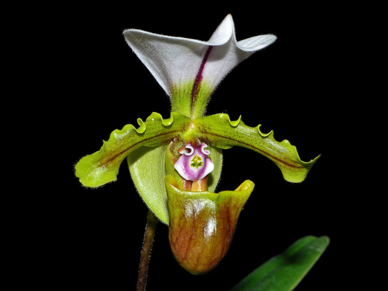 Paphiopedilum spicerianum