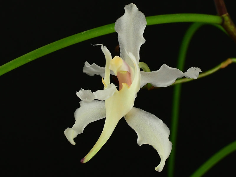 Papilionanthe vandarum (10 cm Ampeltopf)