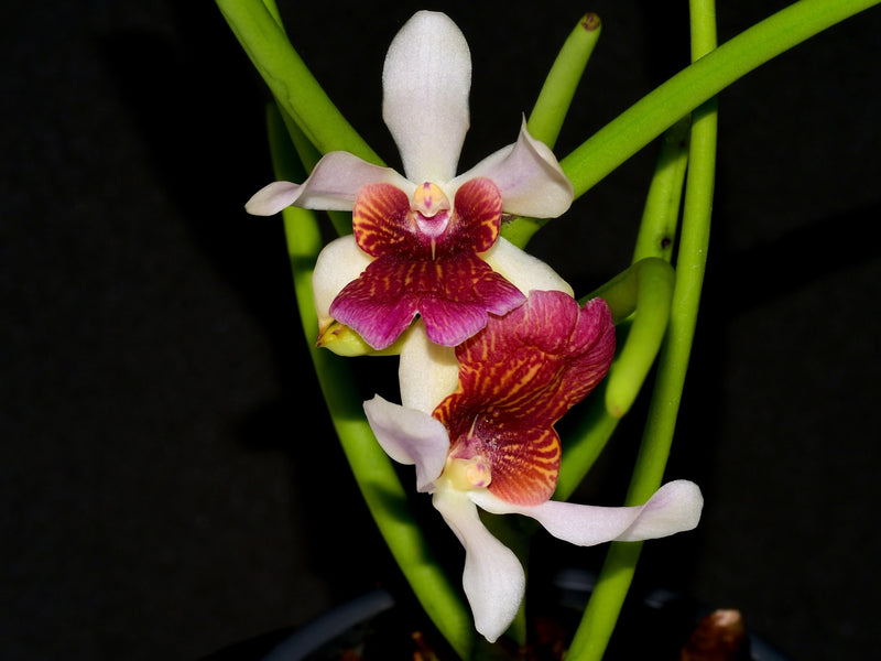 Papilisia Preeyanan Sanpote (10 cm Topf)