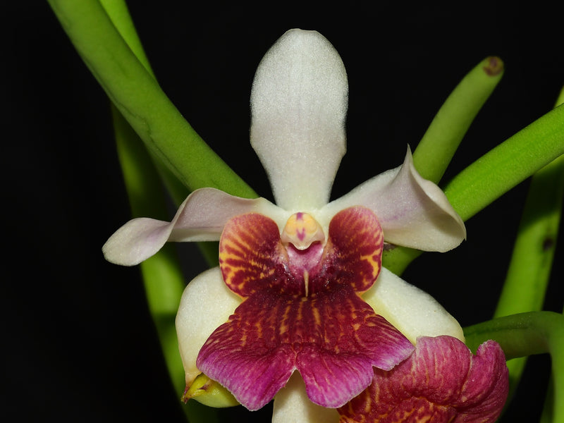 Papilisia Preeyanan Sanpote (10 cm Topf)