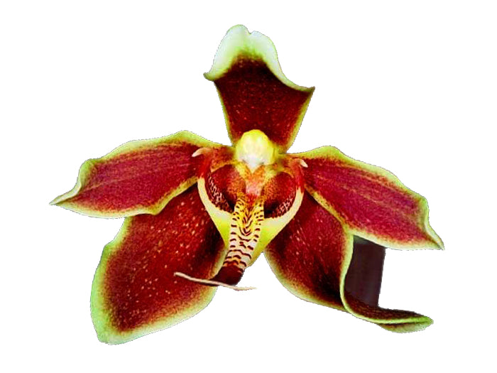 Paraphalaenopsis labukensis (5 cm Topf)